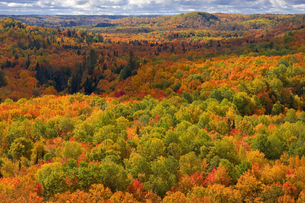 Photography tips and techniques for capturing autumn foliage effectively.